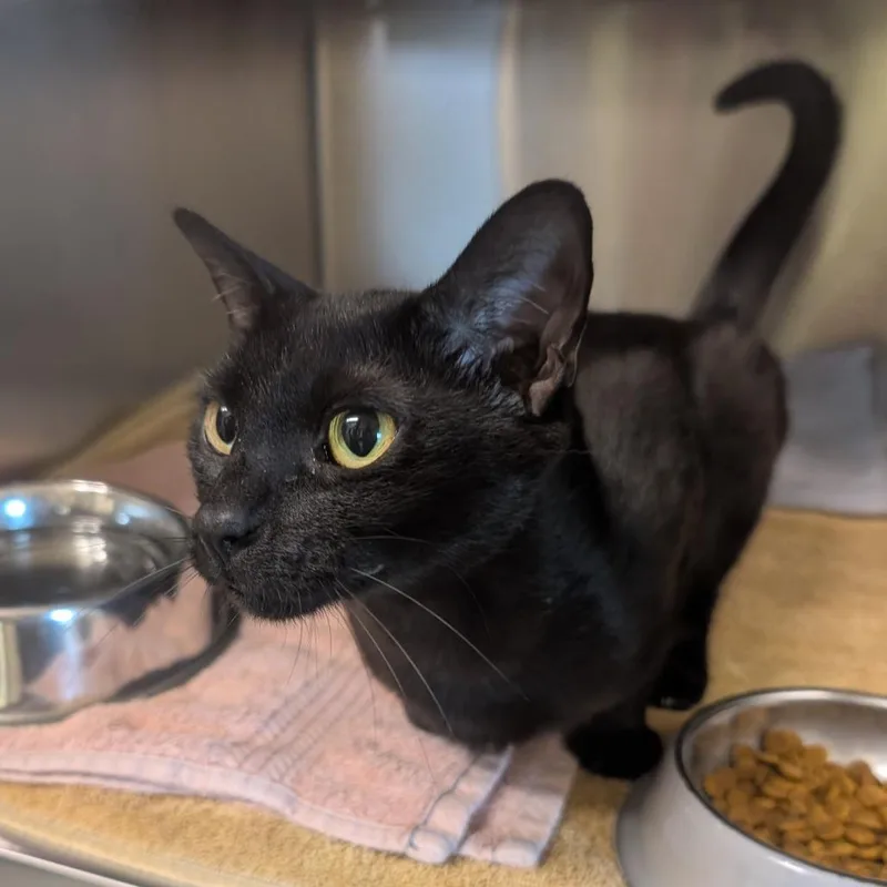 An adult medium-sized female Black Domestic Short Hair cat named Great Lake for adoption in Asheville, NC