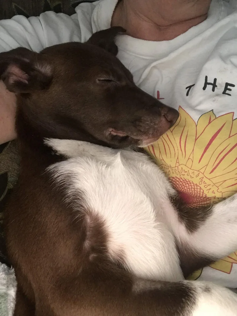 An adult medium-sized female Corgi dog named Shelly for adoption in Nashville, TN