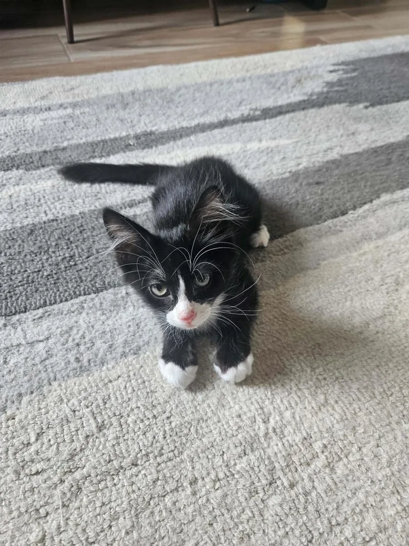 A baby small-sized male Black Domestic Medium Hair cat named Kip Bullmoose for adoption in Chandler, AZ
