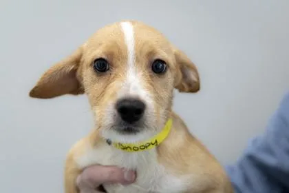 A baby small-sized male Mixed Breed dog named Snoopy for adoption in West Chester, PA