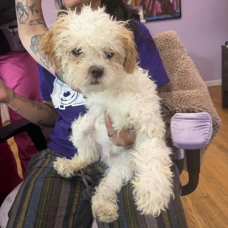 A baby small-sized male Shih Tzu dog named Jaaska for adoption in Northbrook, IL