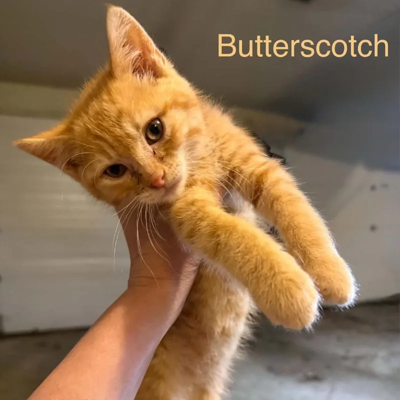 A baby small-sized male Orange / Red Domestic Short Hair cat named Butterscotch for adoption in Spring Hill, KS