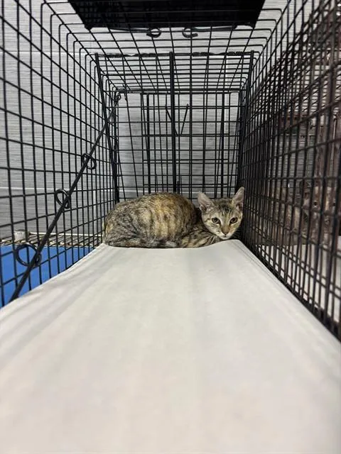 A baby small-sized female Domestic Short Hair cat named Lucy for adoption in Miami, FL