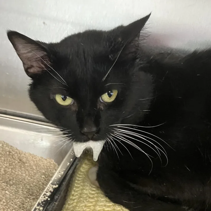 An adult large-sized male Black Domestic Short Hair cat named Sardine for adoption in DeKalb, IL