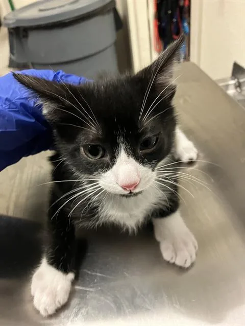 A baby small-sized male Domestic Short Hair cat named Raphael for adoption in Long Beach, CA