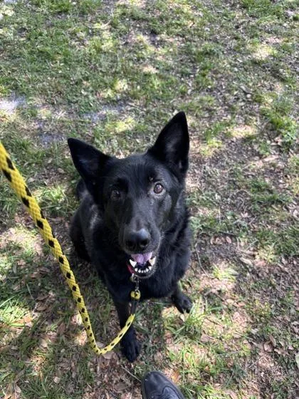 An adult large-sized female Mixed Breed dog named Sheep for adoption in Vero Beach, FL