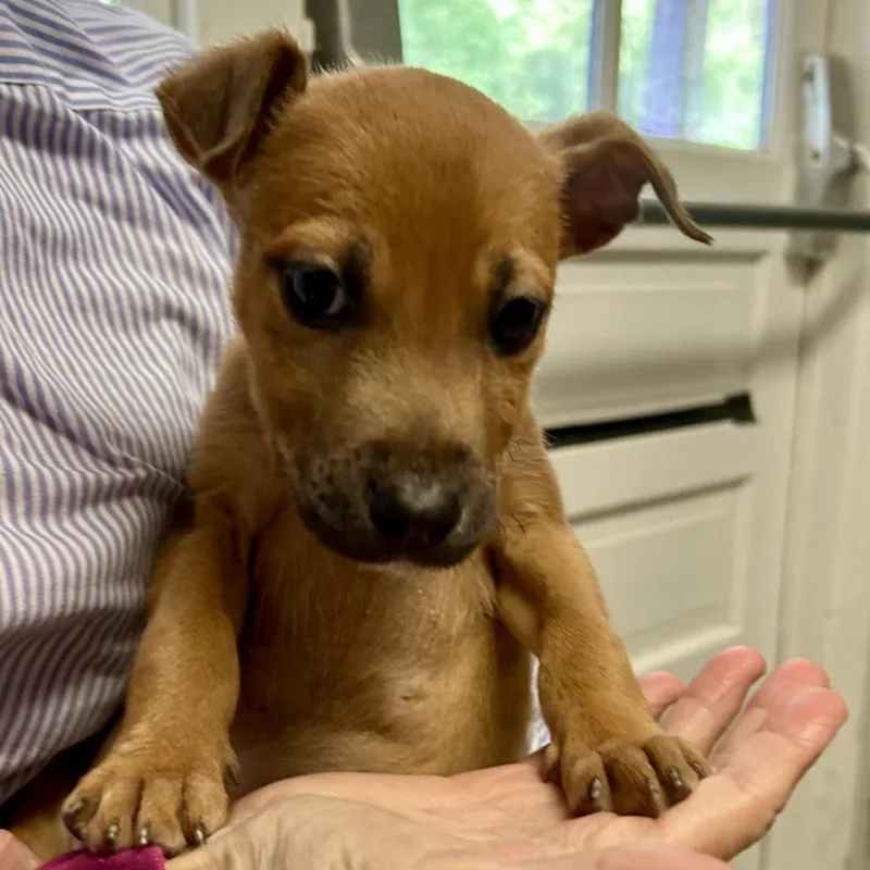 A baby medium-sized female Mixed Breed dog named Prowler for adoption in North Myrtle Beach, SC