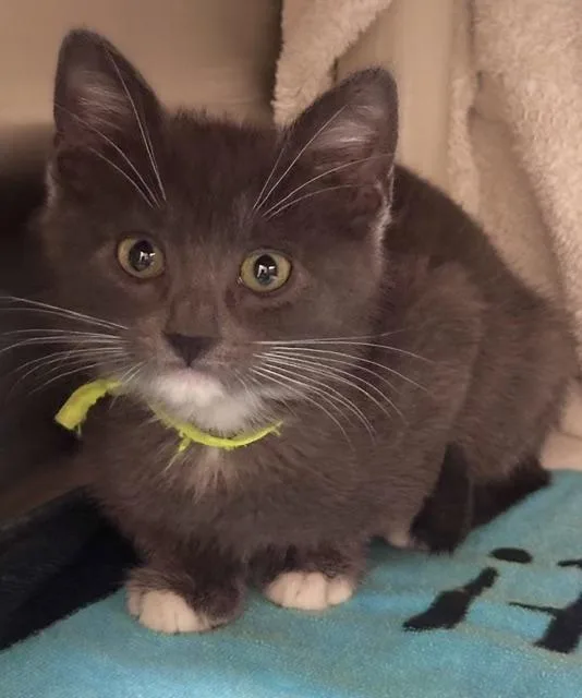 A baby small-sized female Domestic Short Hair cat named Neon Green for adoption in Derwood, MD