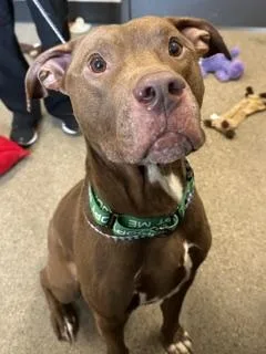 A young medium-sized male Brown / Chocolate Pit Bull Terrier dog named Axel for adoption in Cleveland, OH