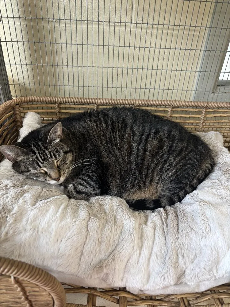 A senior large-sized female Domestic Short Hair cat named Bonnie Anne for adoption in Kalamazoo, MI