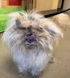 A senior small-sized male Shih Tzu dog named Nash for adoption in Dallas, TX