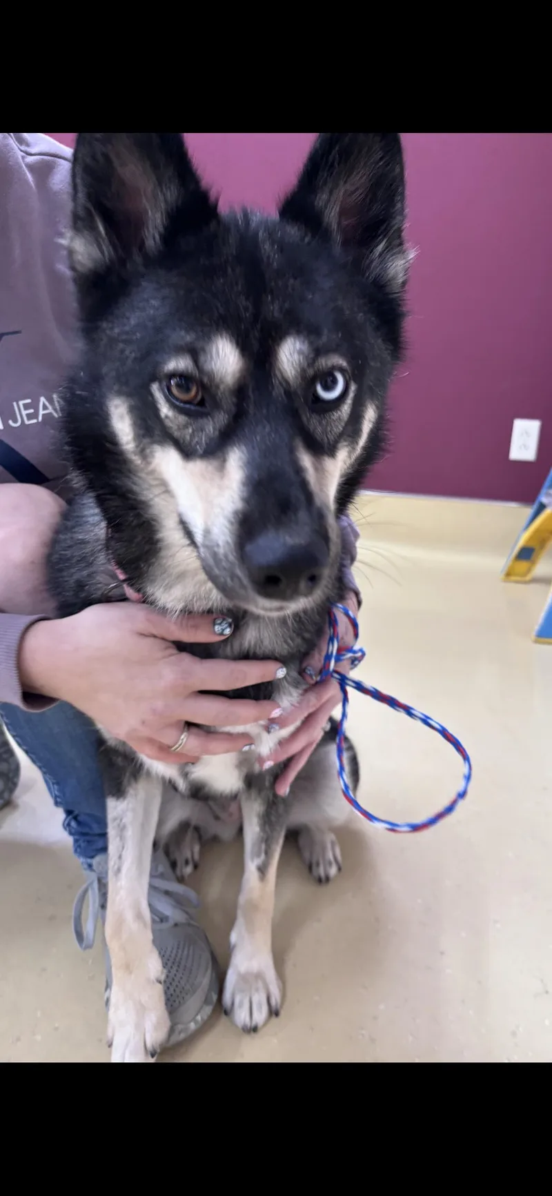 A young medium-sized female Husky dog named Lady for adoption in New Castle, IN