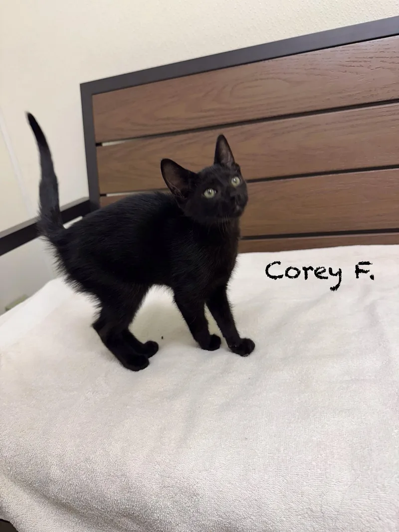 A young medium-sized male Gray / Blue / Silver Domestic Short Hair cat named Corey F. for adoption in Port Lavaca, TX