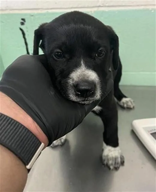 A baby small-sized male Pit Bull Terrier dog named Bobby Flay for adoption in Sacramento, CA