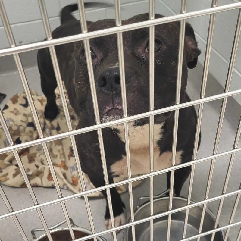 An adult small-sized male Black Terrier dog named Bullit for adoption in Chattanooga, TN