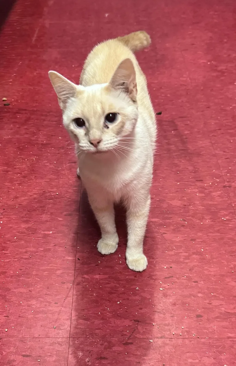 An adult medium-sized female Cream Point Siamese cat named Miss Greta for adoption in Hoopeston, IL