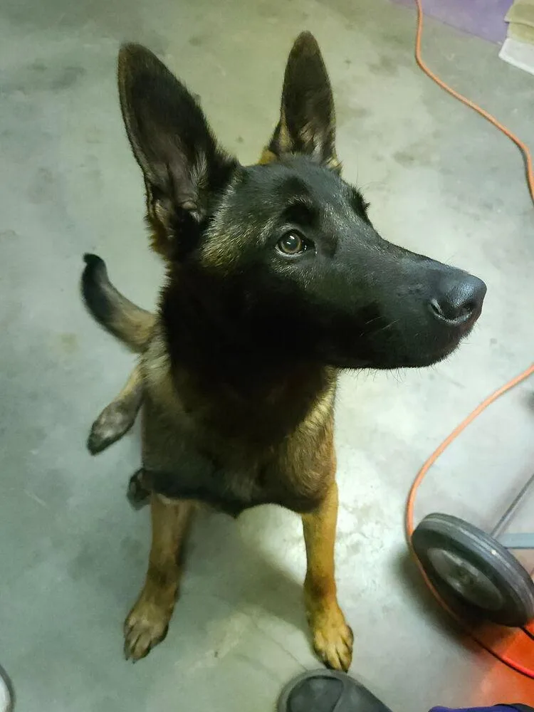 Bosque River Pups In thumbnail 4