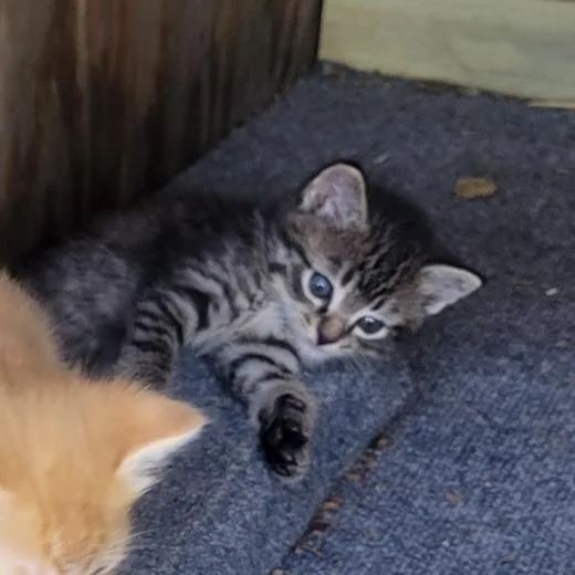 A baby small-sized male Brown / Chocolate Domestic Short Hair cat named Thumper F for adoption in Oklahoma City, OK
