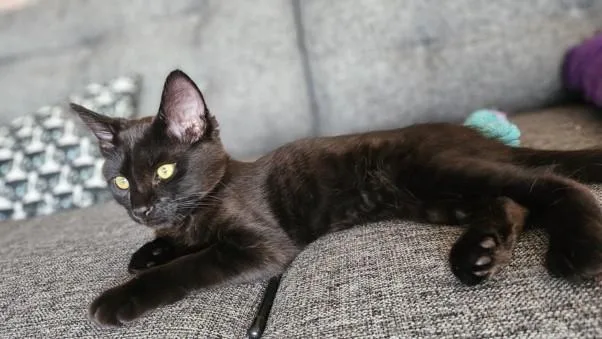 Zorro