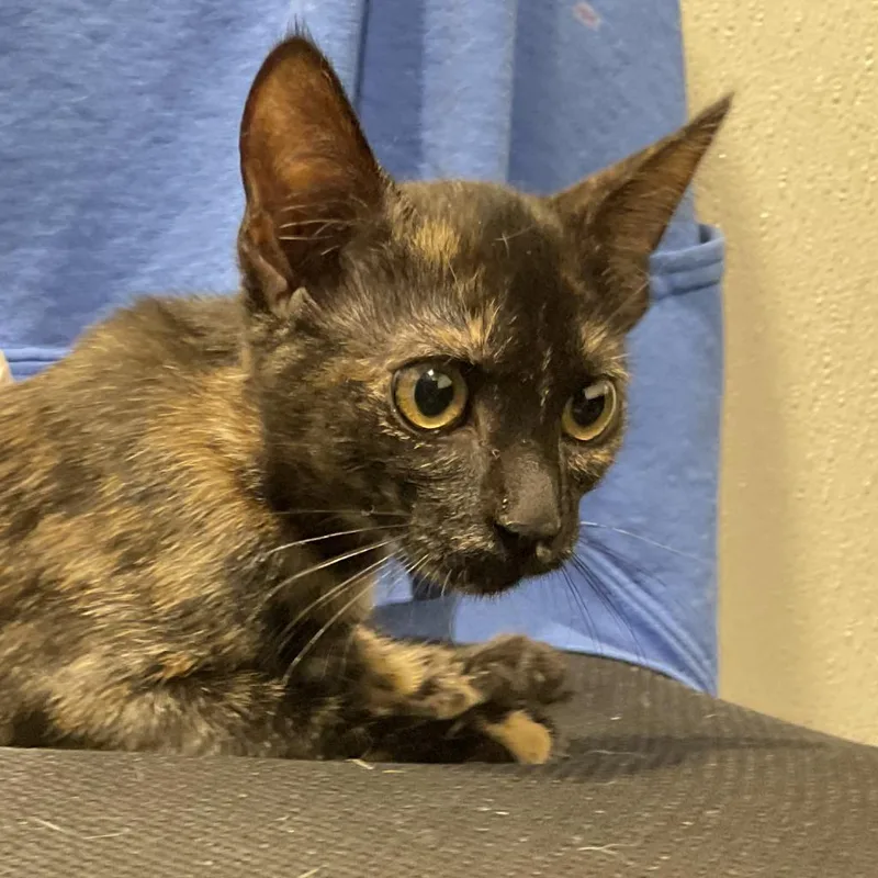 An adult medium-sized female Black Domestic Short Hair cat named Special for adoption in Tampa, FL