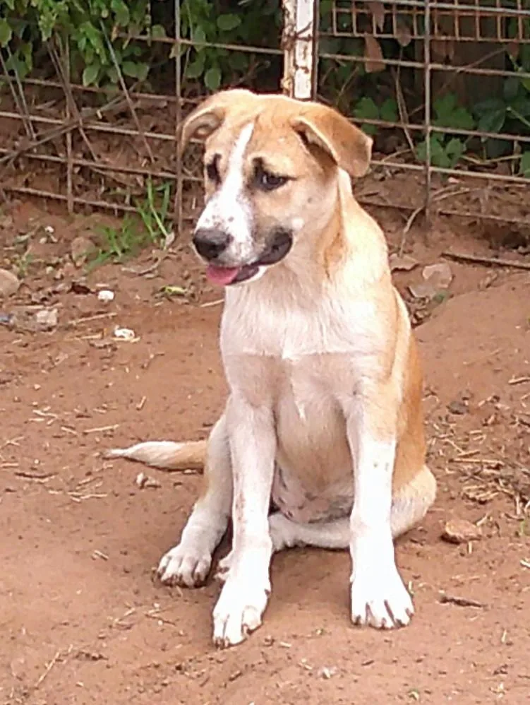 A baby medium-sized female Tricolor (Brown, Black, & White) Border Collie dog named Jersey for adoption in San Antonio, TX