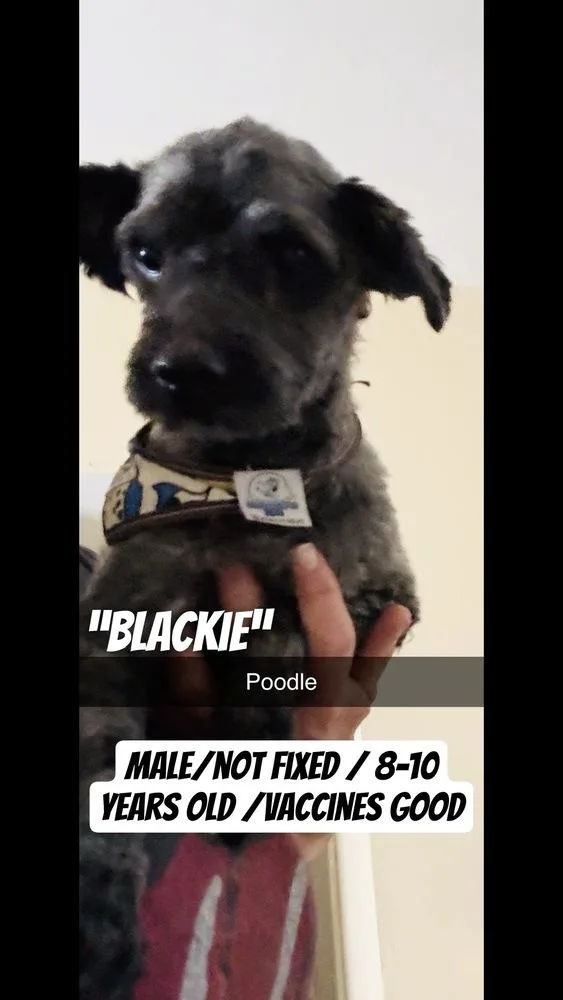 Blackie