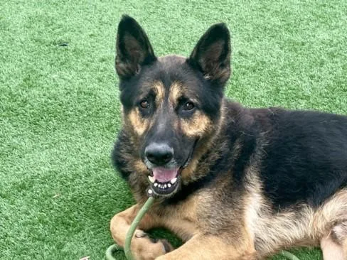 An adult large-sized male German Shepherd Dog dog named Bronny for adoption in San Pedro, CA