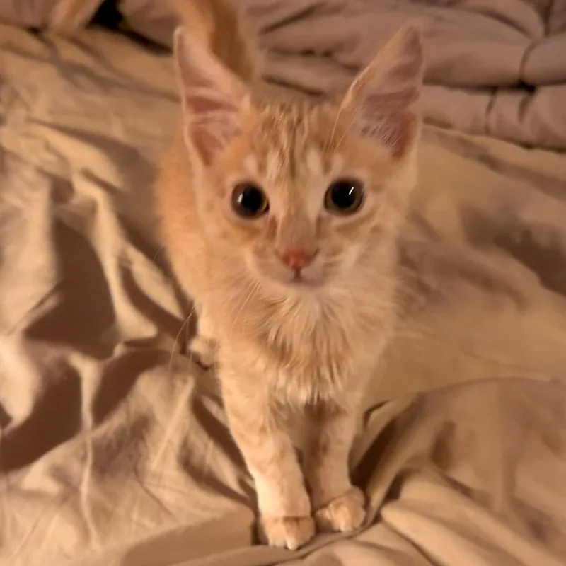 A baby medium-sized female Buff / Tan / Fawn Domestic Short Hair cat named Crimson & Orange Clover for adoption in Mokena, IL