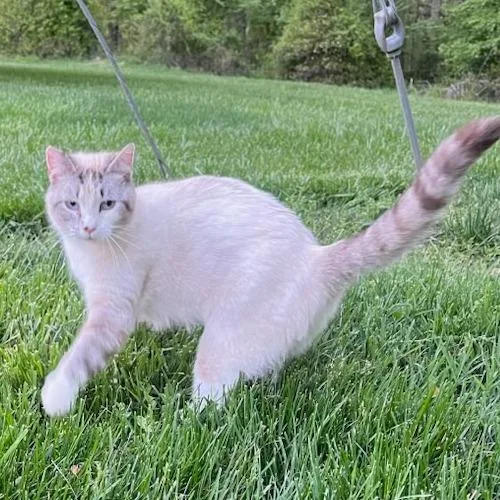 An adult medium-sized female White Domestic Medium Hair cat named Maddie for adoption in Winston Salem, NC
