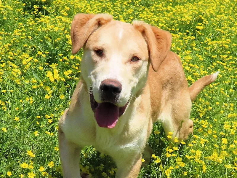 Chandler thumbnail 2