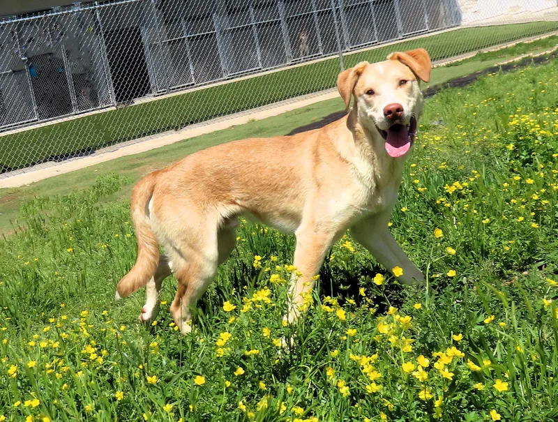 Chandler thumbnail 3