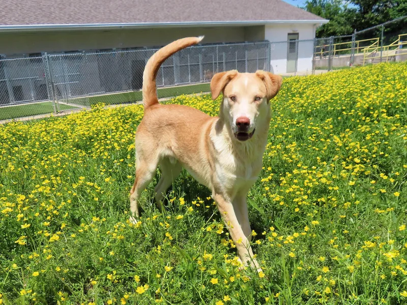 Chandler thumbnail 4