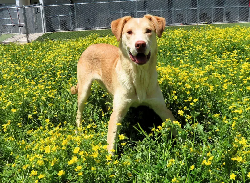 Chandler thumbnail 5