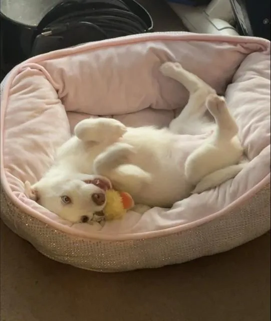 A baby small-sized female Siberian Husky dog named Torta for adoption in Agoura, CA