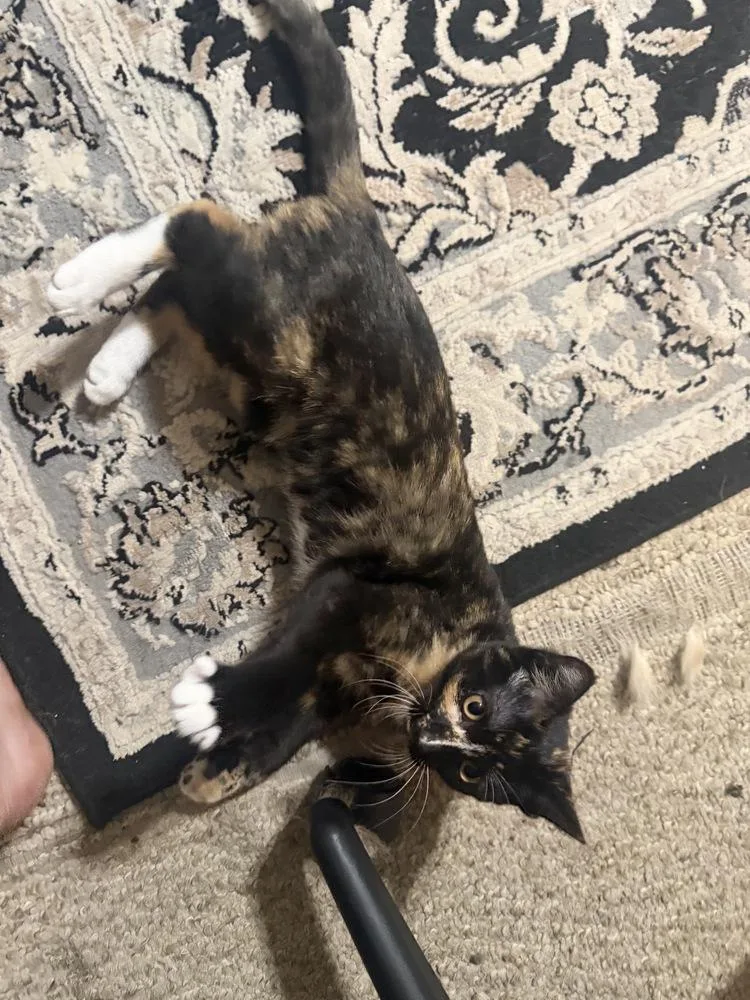 A baby medium-sized female Domestic Short Hair cat named Tsunami for adoption in Plymouth, MI