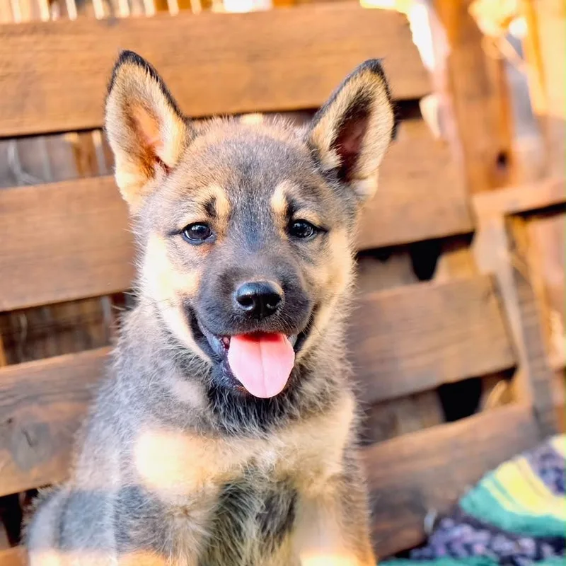 A baby large-sized female Siberian Husky dog named Juliet for adoption in San Diego, CA
