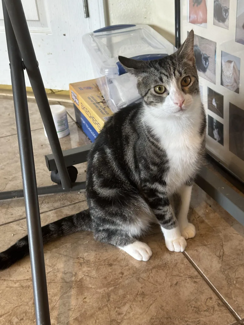 Olaf Magnus thumbnail 2