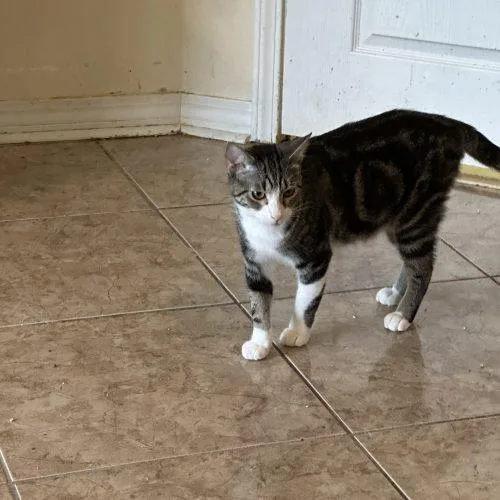 Olaf Magnus thumbnail 3