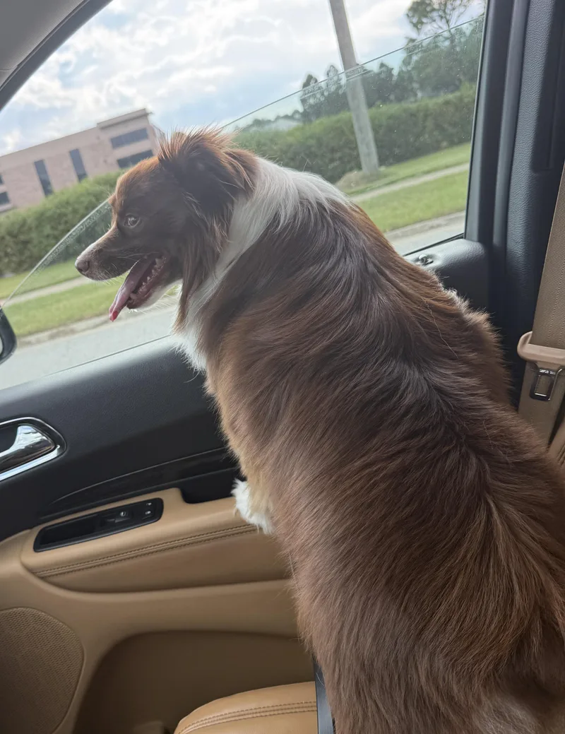 A young small-sized male Brown / Chocolate Australian Shepherd dog named Prince for adoption in Suffolk, VA