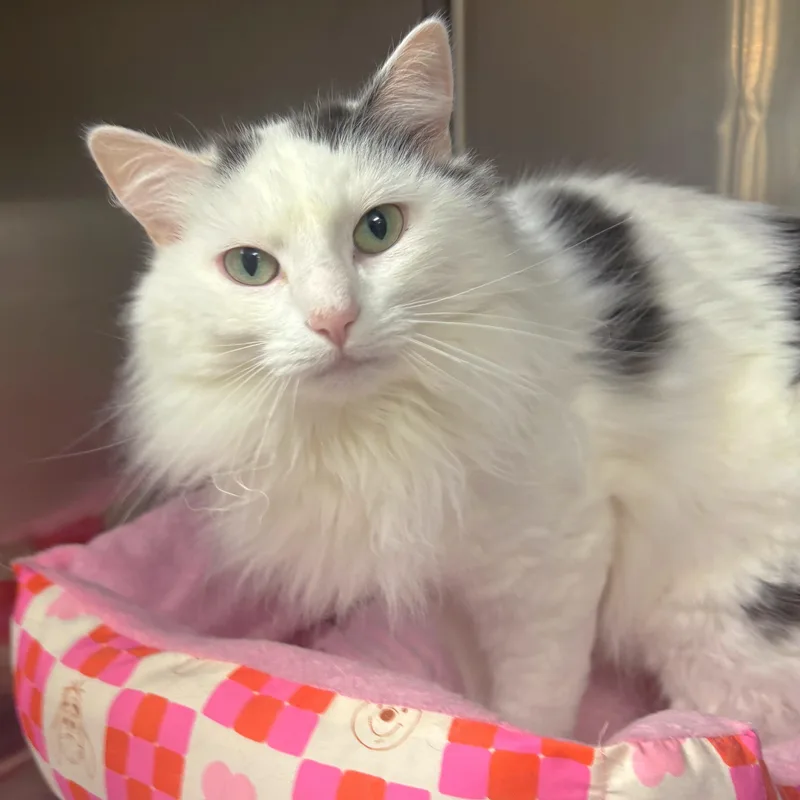 An adult medium-sized female Domestic Long Hair cat named Maggie for adoption in Godfrey, IL