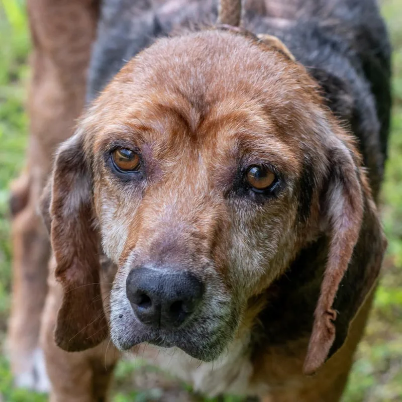 A senior medium-sized male Black Beagle dog named Buddy for adoption in Bartlett, TN