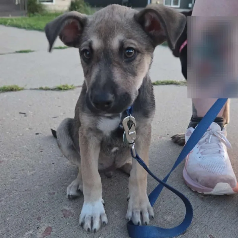 A baby small-sized male Yellow / Tan / Blond / Fawn Mixed Breed dog named Pongo for adoption in Buffalo, MN