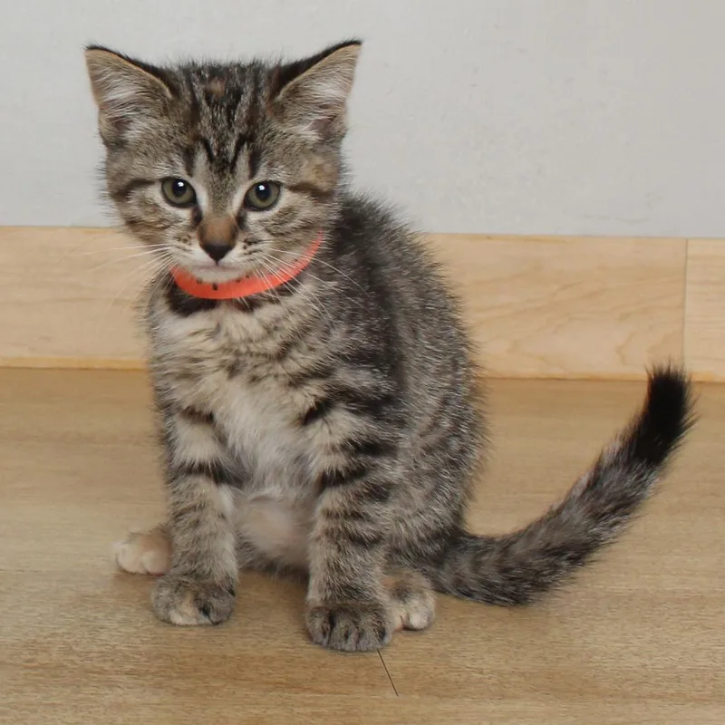 A baby small-sized female Torbie Domestic Short Hair cat named Potato Skins C for adoption in Minnetonka, MN