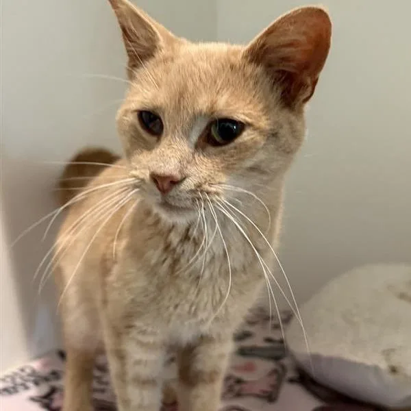 A young medium-sized male Buff / Tan / Fawn Domestic Short Hair cat named Zach for adoption in Bentonville, AR