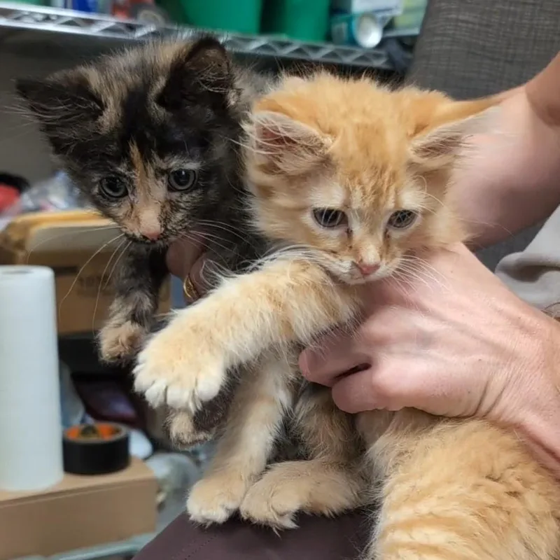 A baby small-sized female Tortoiseshell Domestic Short Hair cat named Tortie Cat for adoption in Pekin, IL
