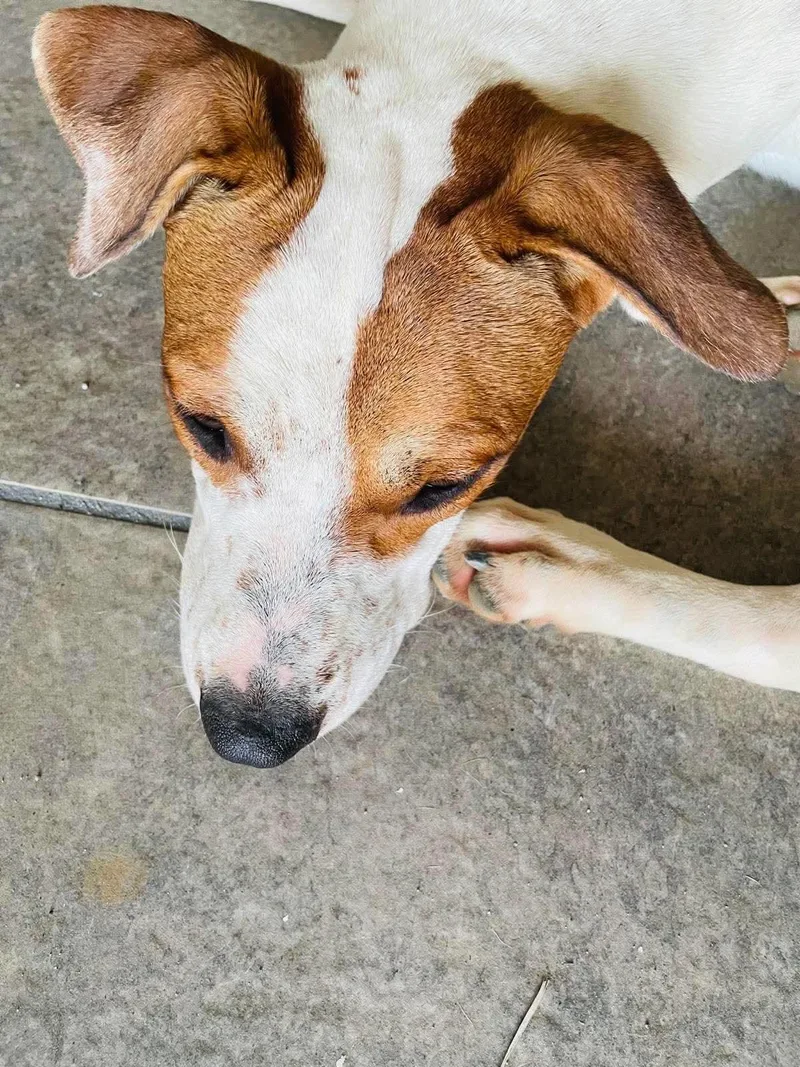 A young large-sized female Pit Bull Terrier dog named Fernanda for adoption in Virginia Beach, VA