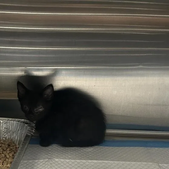 A baby small-sized male Black Domestic Short Hair cat named Leaf for adoption in Greensboro, NC