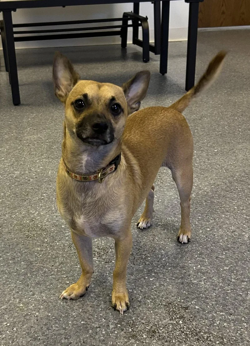 A young small-sized male Terrier dog named Baxter for adoption in Steeleville, IL