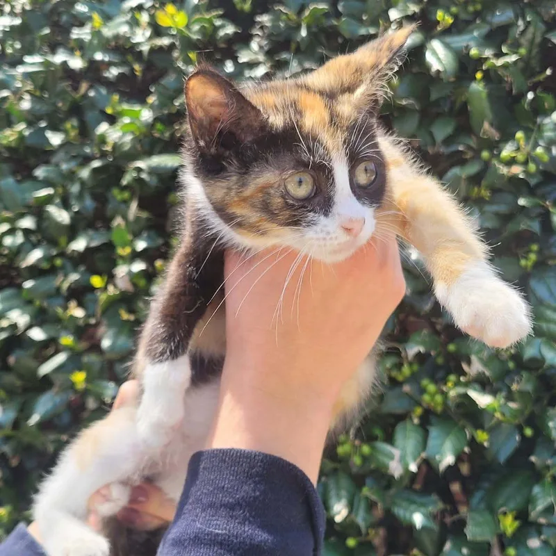 A baby medium-sized female Calico Domestic Short Hair cat named Fifa for adoption in Fairfax Station, VA