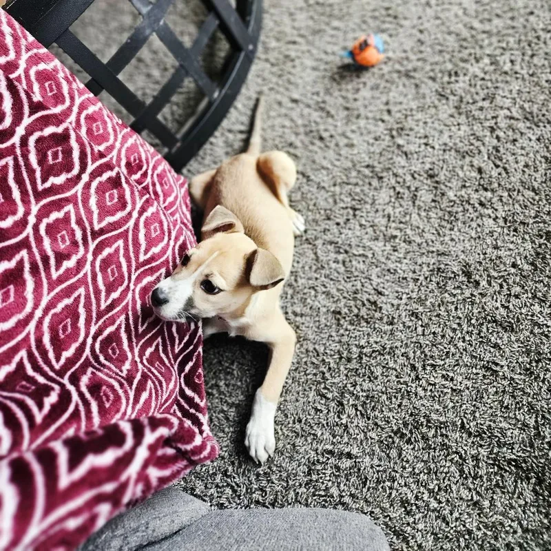 Popsicle thumbnail 2